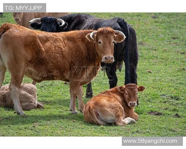 3月31日公牛队与小牛队激战正酣谁能在这场对决中笑到最后